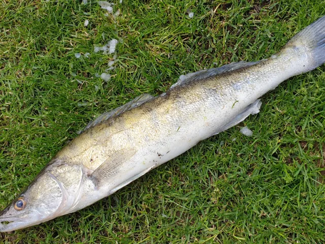 Zander