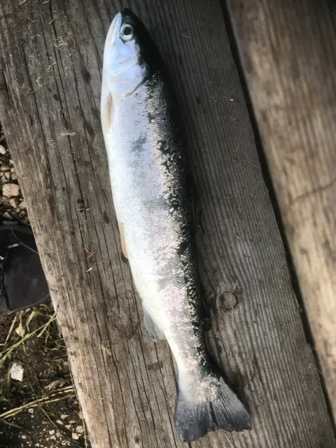 Regenbogenforelle