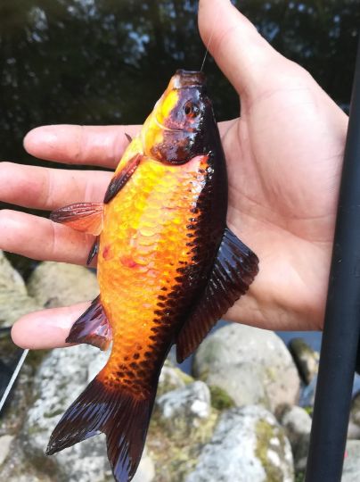 Goldfisch
