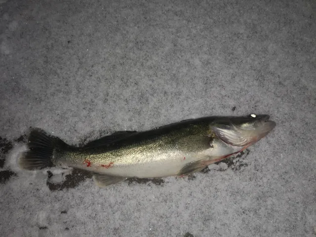 Zander