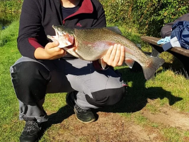 Regenbogenforelle