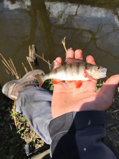 Flussbarsch
