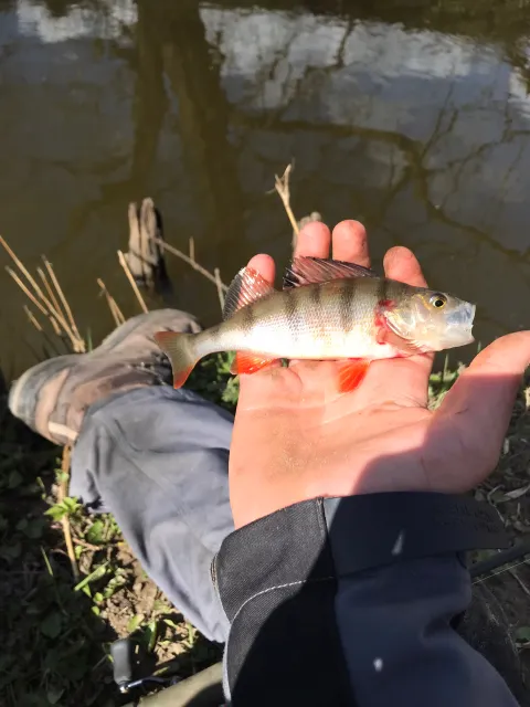 Flussbarsch