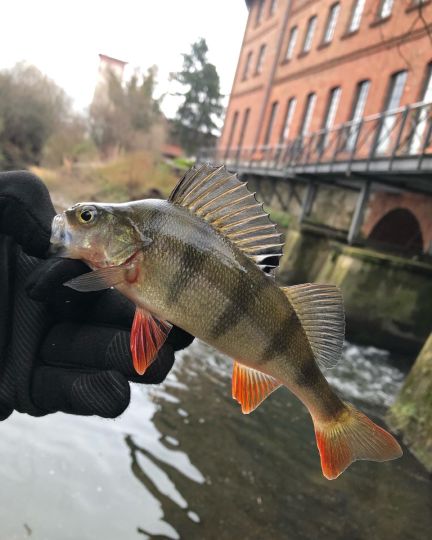 Flussbarsch