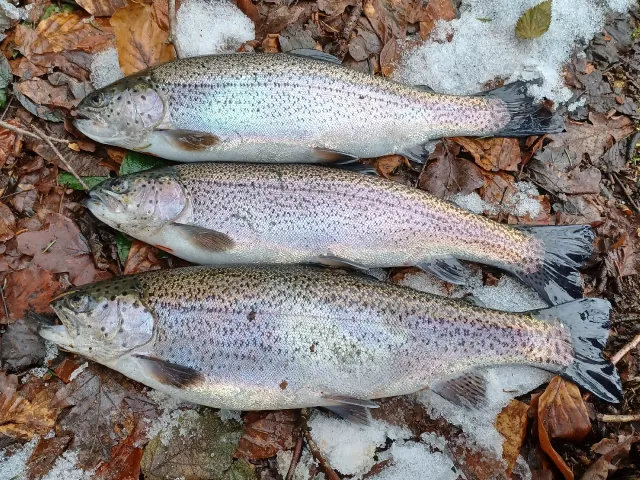 Regenbogenforelle