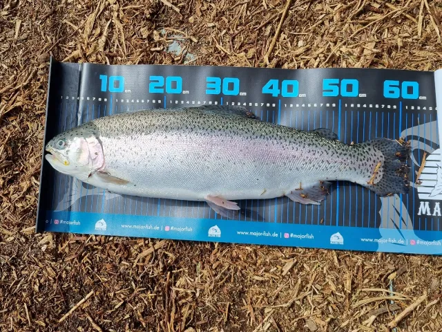 Regenbogenforelle