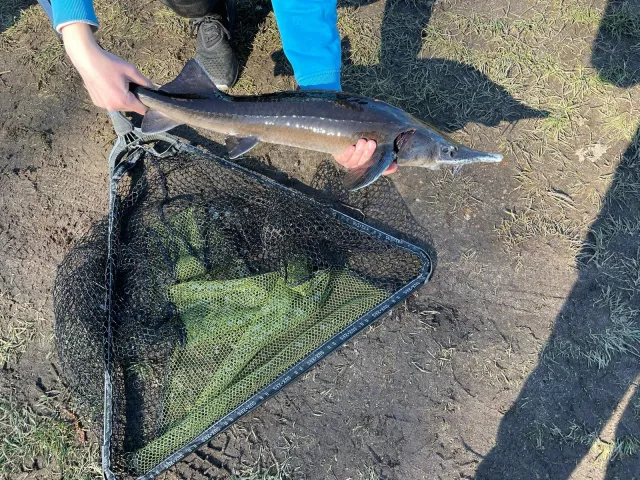 Stör