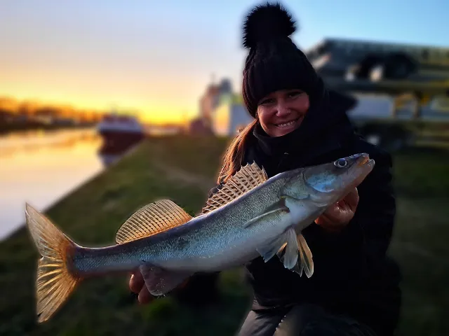 Zander