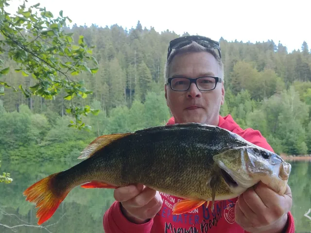 Flussbarsch