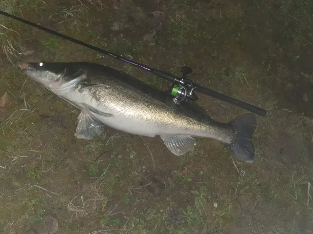 Zander
