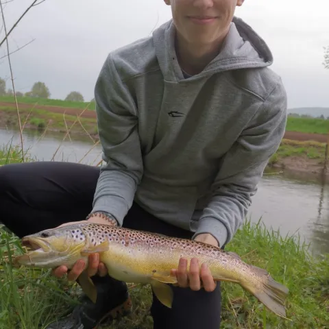 Bachforelle
