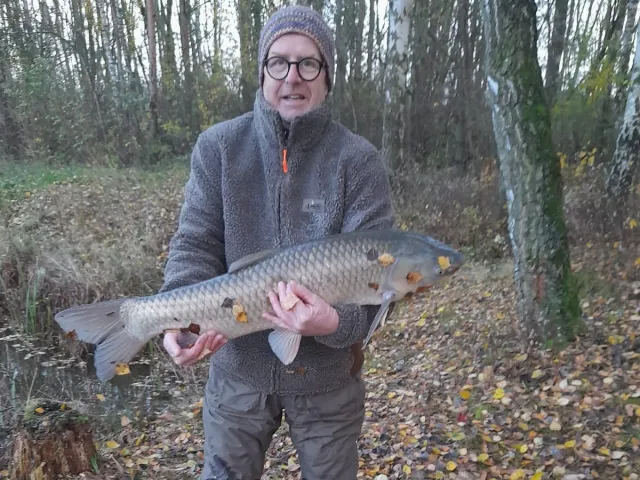 Graskarpfen