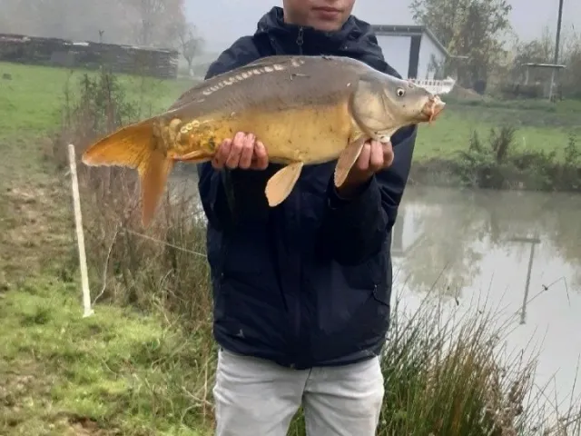 Karpfen