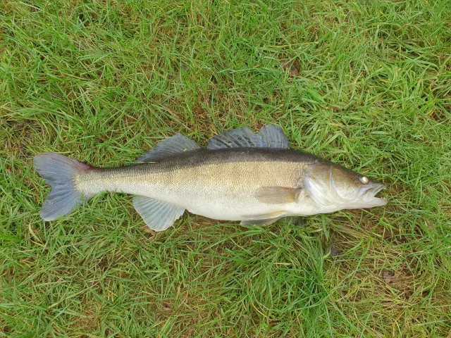 Zander
