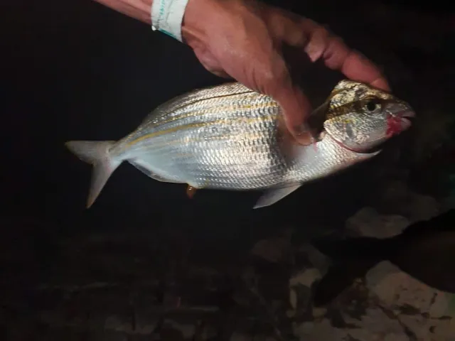 Dorade