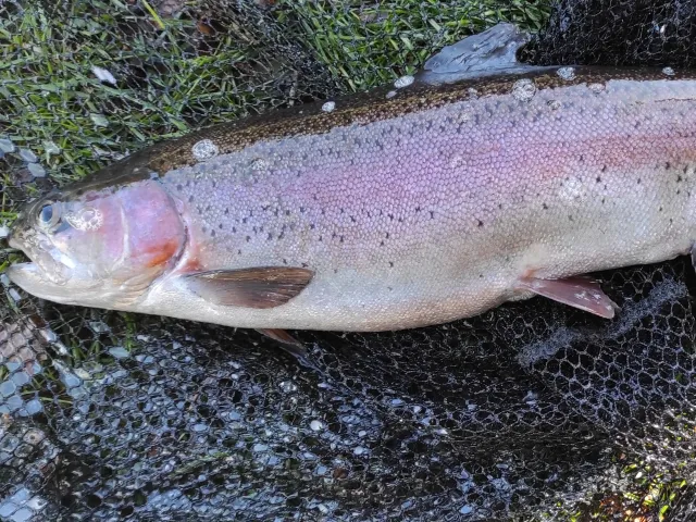 Regenbogenforelle