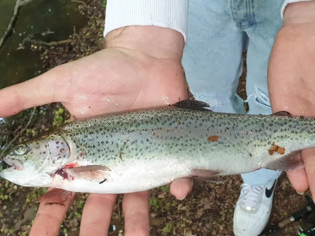Regenbogenforelle