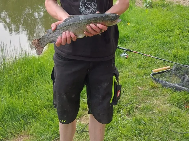 Regenbogenforelle