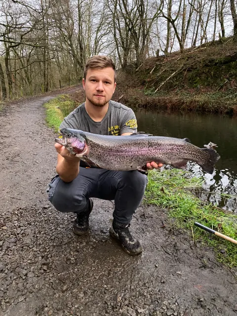Regenbogenforelle