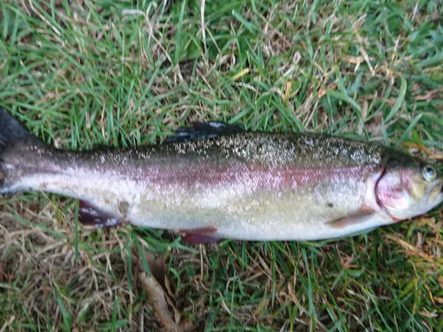 Regenbogenforelle