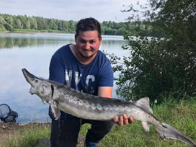 Stör