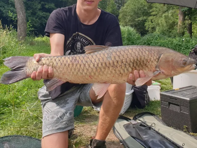 Graskarpfen