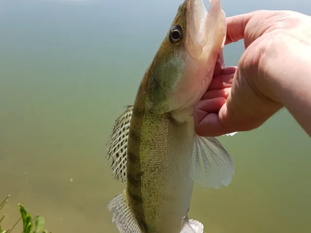 Zander