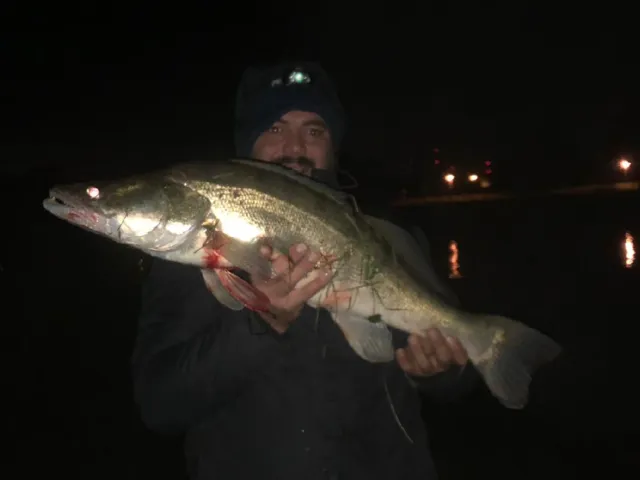 Zander
