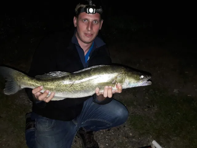 Zander