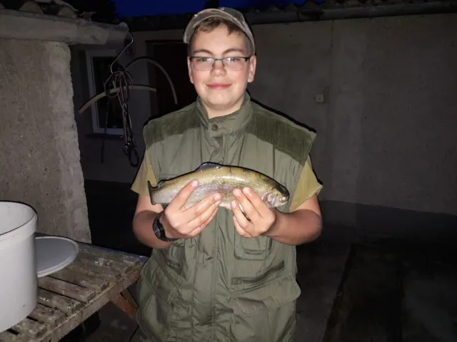 Regenbogenforelle