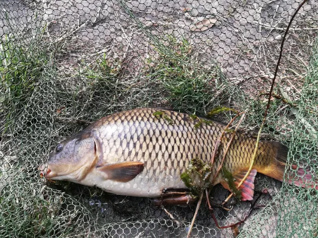 Karpfen