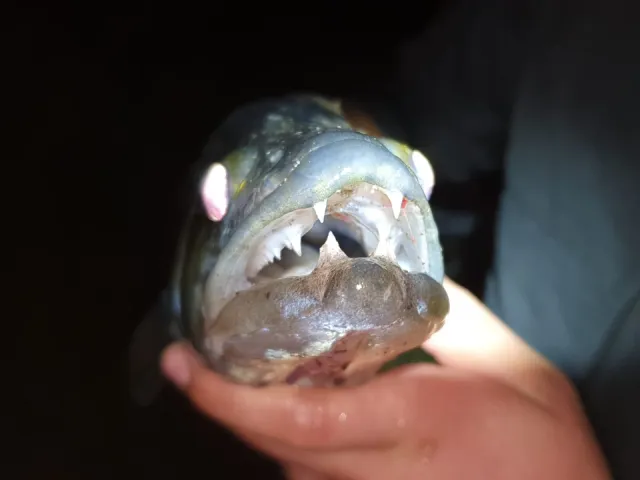 Zander