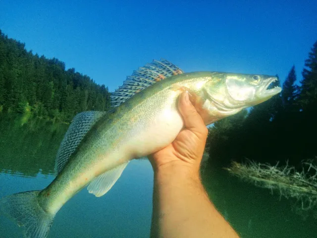 Zander