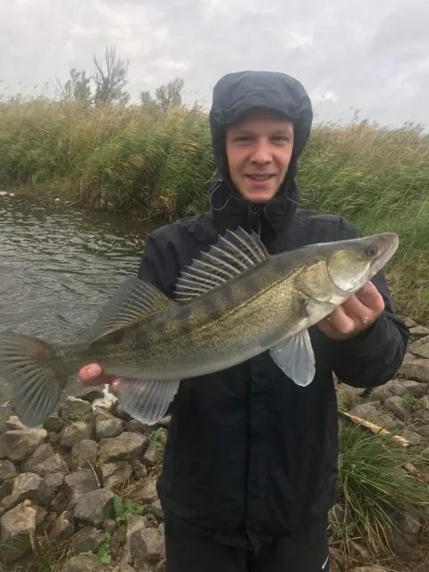 Zander