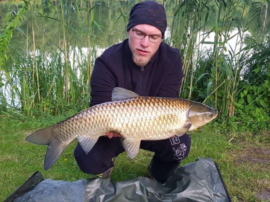 Graskarpfen