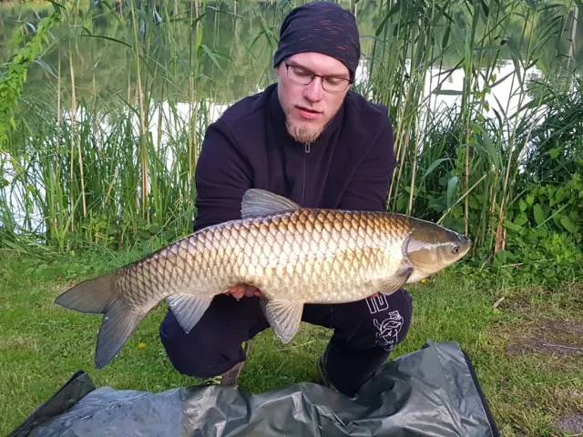 Graskarpfen