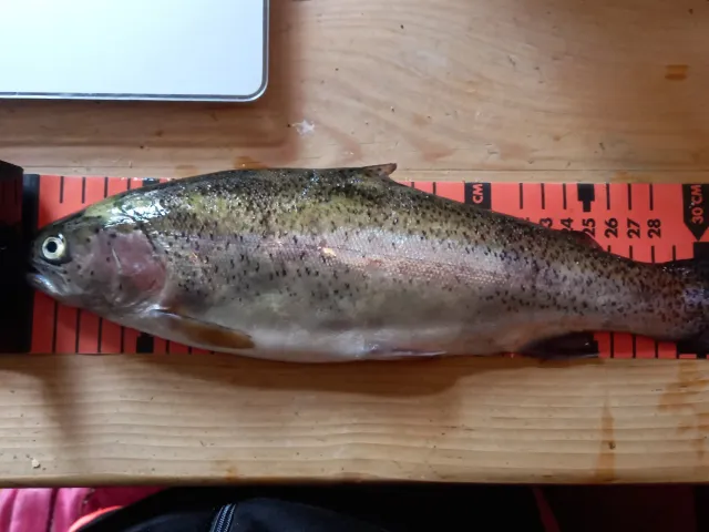 Regenbogenforelle