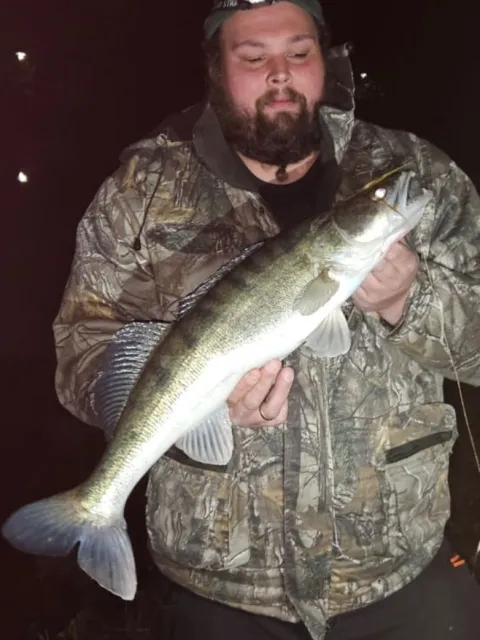 Zander