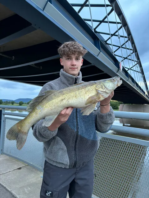 Zander