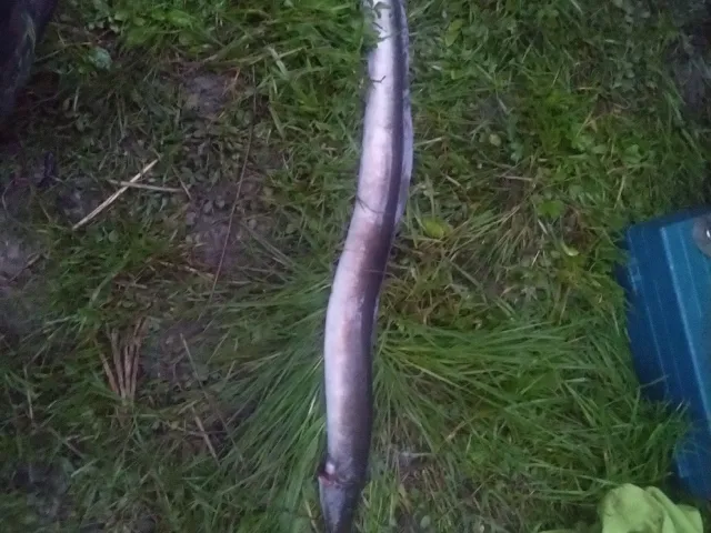 Aal