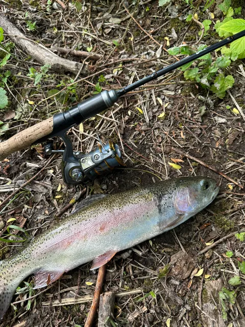 Regenbogenforelle