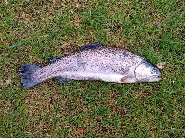 Regenbogenforelle