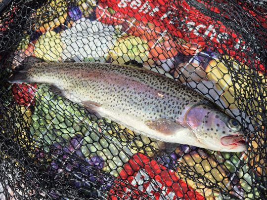 Regenbogenforelle