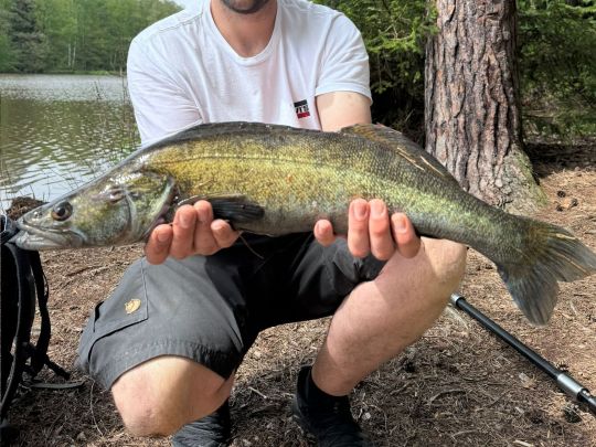 Zander