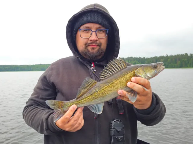 Zander