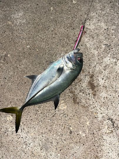 Amberjack