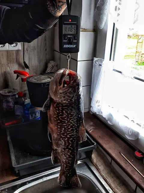 Tigerforelle