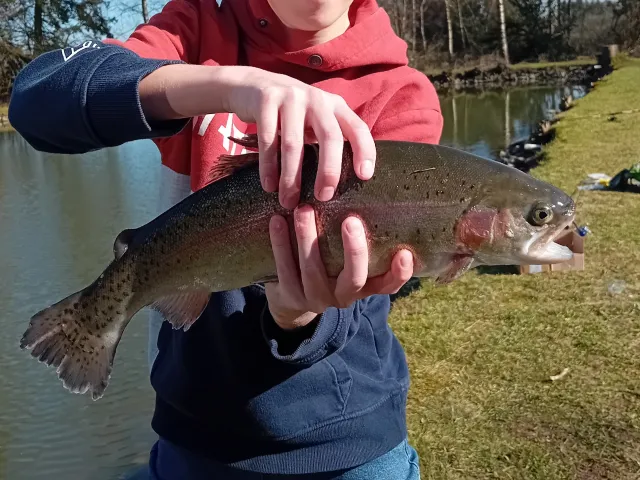 Regenbogenforelle