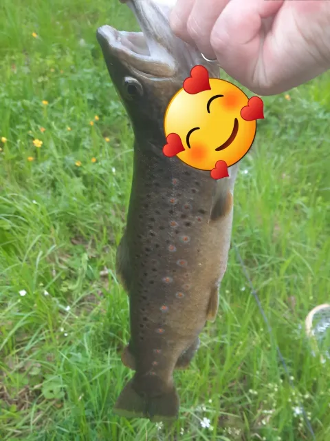 Bachforelle