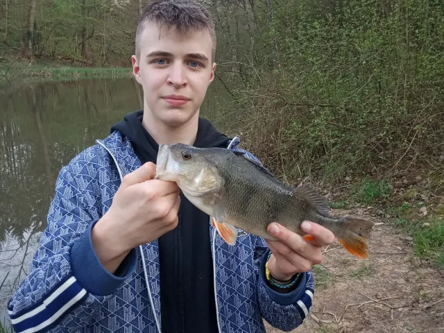 Flussbarsch